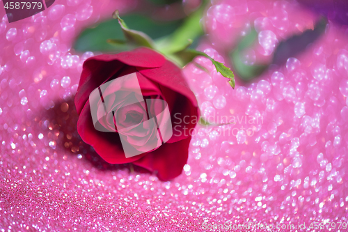 Image of Rose over pink abstract background with bokeh