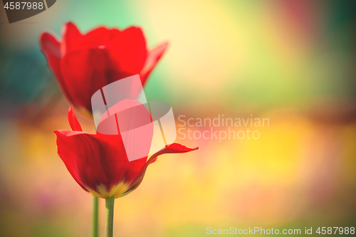 Image of beautiful red tulips in the park