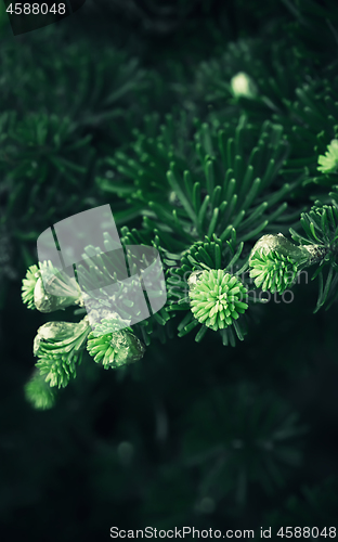 Image of Coniferous Background With Fresh Shoots Of Fir 