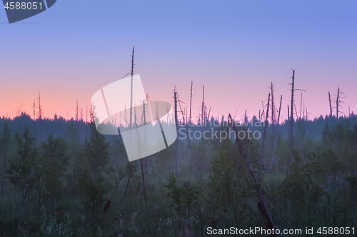 Image of Misty Morning In The Forest Swamp