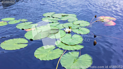 Image of White Water Lily Flower In Bloom Among Leaves On A Blue Lake Sur