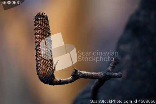 Image of Charred flower pods after bush fire in Australia