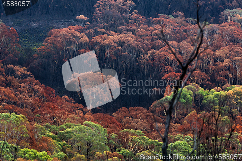 Image of Burnt bush land after summer fires in Australia