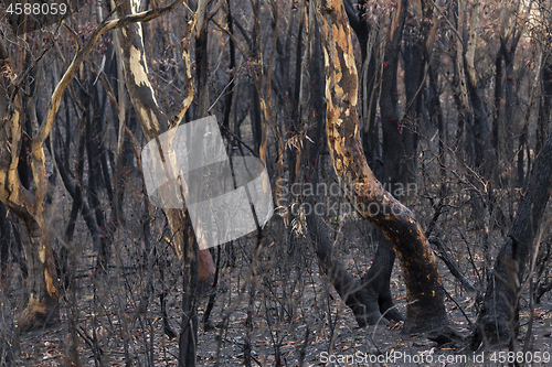 Image of Australian bush fires burnt landscape of trees