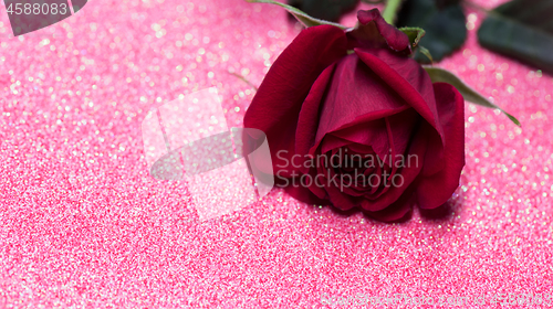 Image of Rose over pink abstract background with bokeh