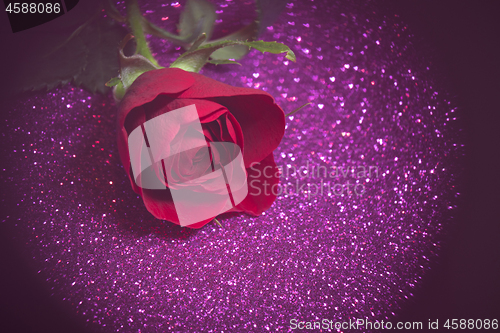 Image of Rose over purple abstract background with bokeh