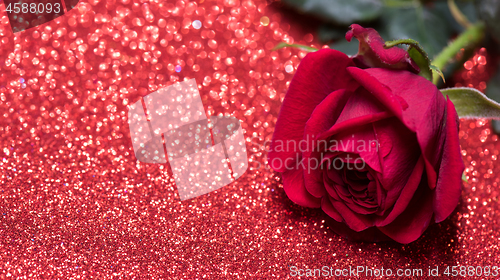 Image of Rose over red abstract background with bokeh