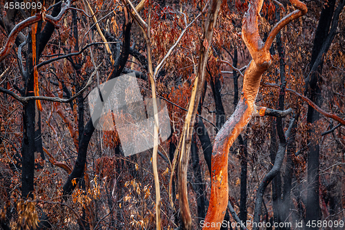 Image of Burnt and charred bush land in Australia after bush fires