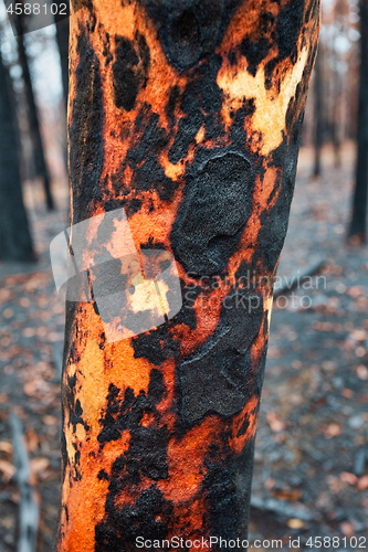 Image of Tree with charred burnt patterns on its trunk after bushfires