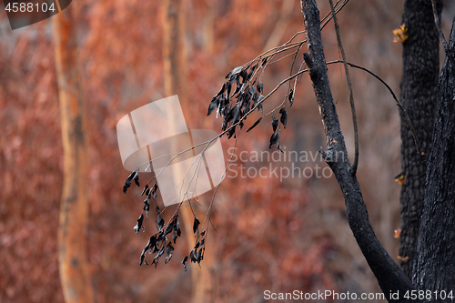 Image of Burnt blackened leaves against a backdrop of browned leaves, aft