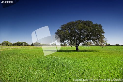 Image of The tree