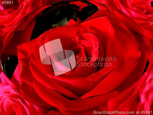 Image of Red roses