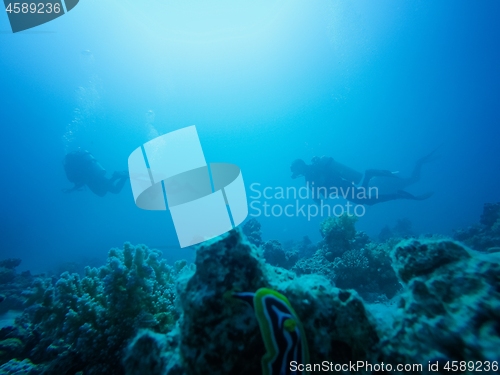 Image of Scuba divers ascending to the surface