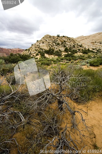 Image of Snow Canyon - Utah