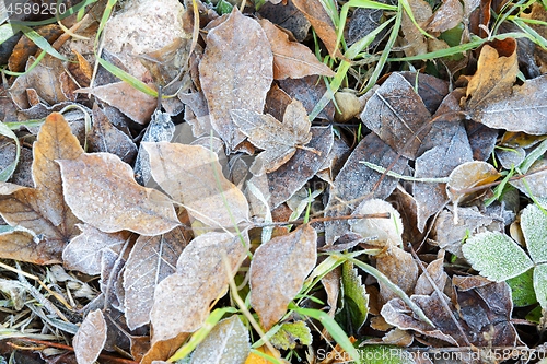 Image of Close up of some frozen leaves