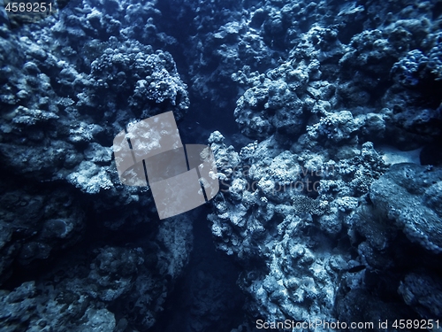 Image of Coral Reef underwater in the sea