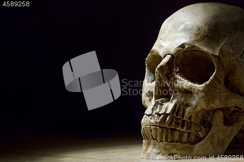 Image of Human skull close up photo