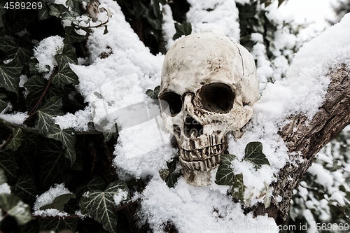 Image of Human skull close up photo