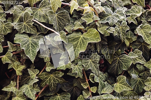 Image of Closeup of some frozen leaves