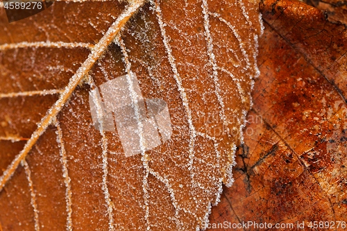 Image of Close up of some frozen leaves
