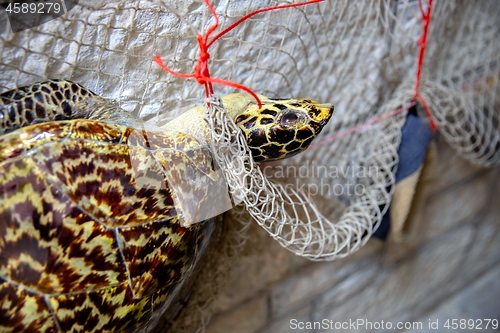 Image of Dead turtle in fishing net