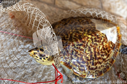 Image of Dead turtle in fishing net