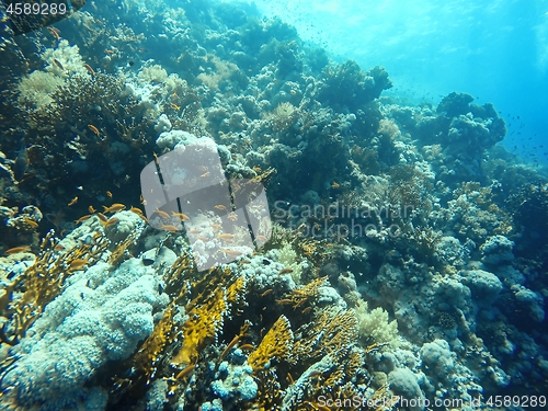 Image of Coral Reef underwater in the sea