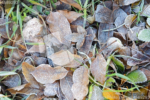 Image of Close up of some frozen leaves