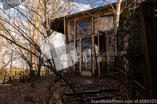 Image of Forest reclaiming the Zone, in Chernobyl