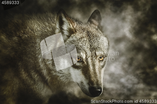 Image of Portrait of Wolf
