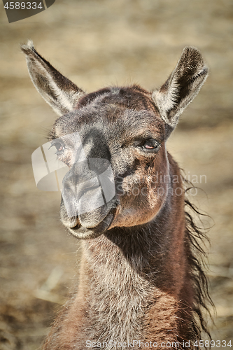 Image of Portrait of Llama