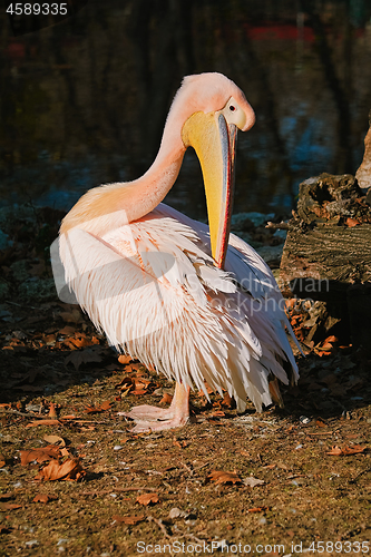 Image of Pelican on the Bank of Pond