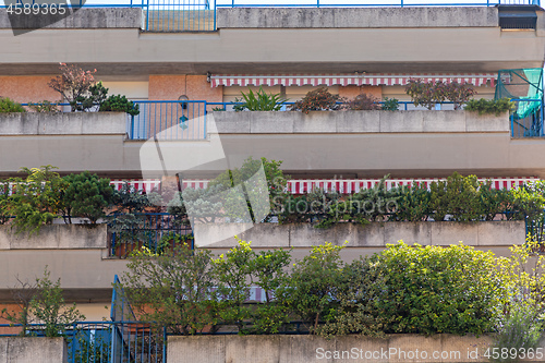 Image of Long Balconies Trees