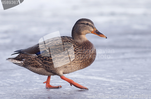 Image of Mallard on the ice