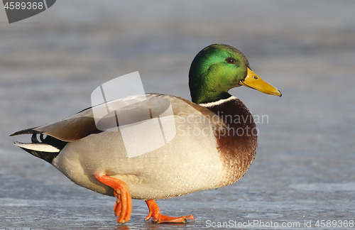 Image of Mallard on the ice