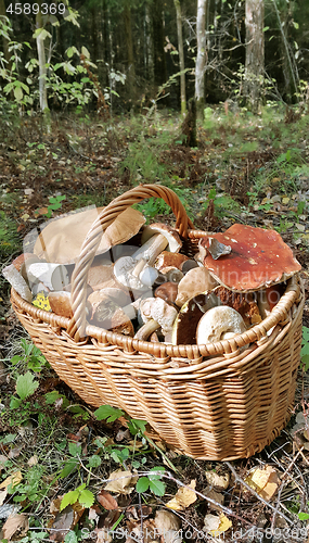 Image of Basket with edible mushrooms 