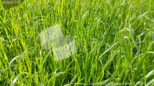 Image of Fresh green grass close-up