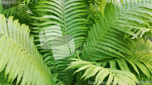 Image of Green fresh fern branches illustration