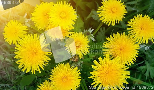 Image of Image of yellow dandelion flowers