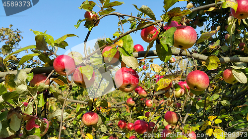 Image of Branches with bright red apples