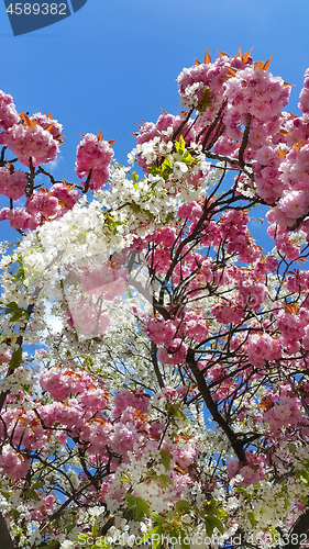 Image of Beautiful pink and white flowers of spring cherry 