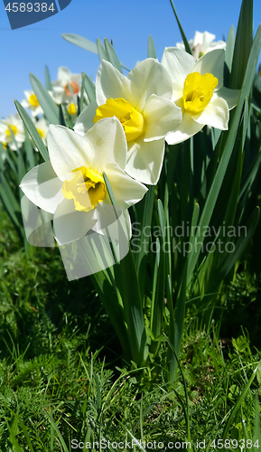 Image of Close-up of beautiful fresh Daffodil flowers (Narcissus) 