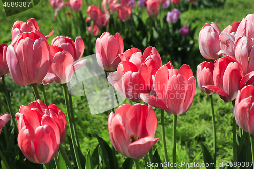 Image of Beautiful bright pink tulips