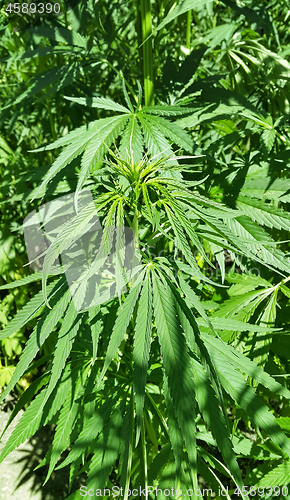 Image of Green fresh foliage of cannabis plant (hemp, marijuana)