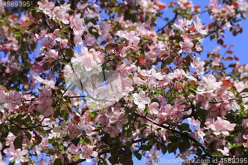 Image of Branches of spring tree with beautiful pink flowers 