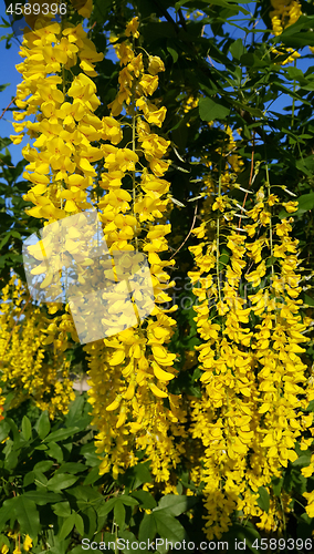 Image of Beautiful bright yellow flowers of wisteria 