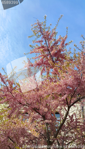 Image of Beautiful blooming tree