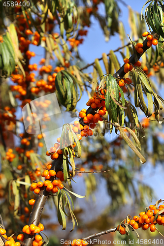 Image of Branches of sea buckthorn