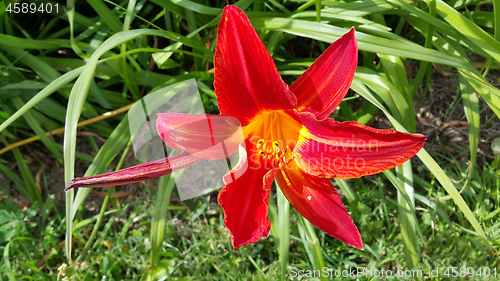 Image of Beautiful bright red daylily on a sunny day