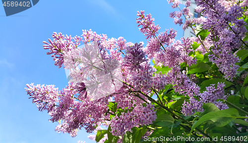 Image of Spring branches with blossoming lilac flowers